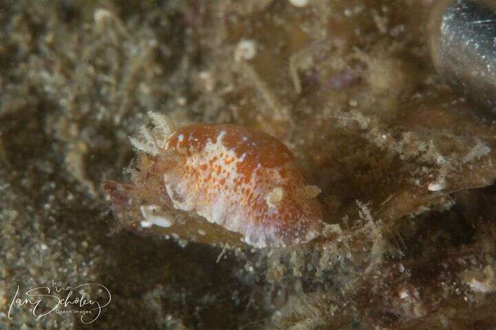 Image of Chromodoris alternata (Burn 1957)