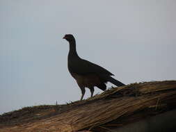 Image of Chaco Chachalaca