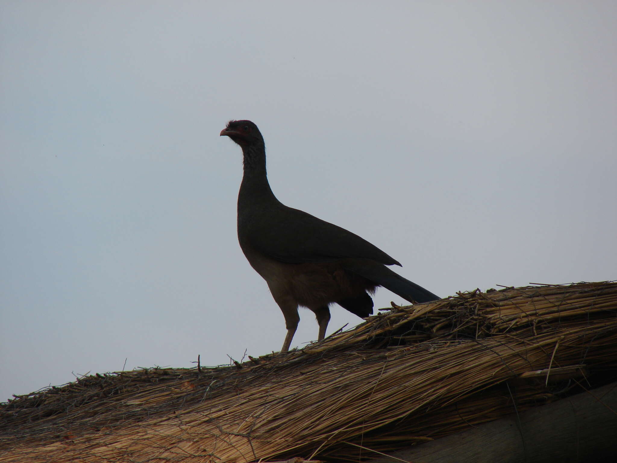 Image of Chaco Chachalaca