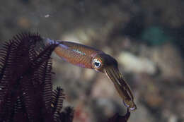 Image of bigfin reef squid