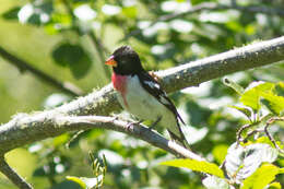 Image of Rose-breasted Grosbeak