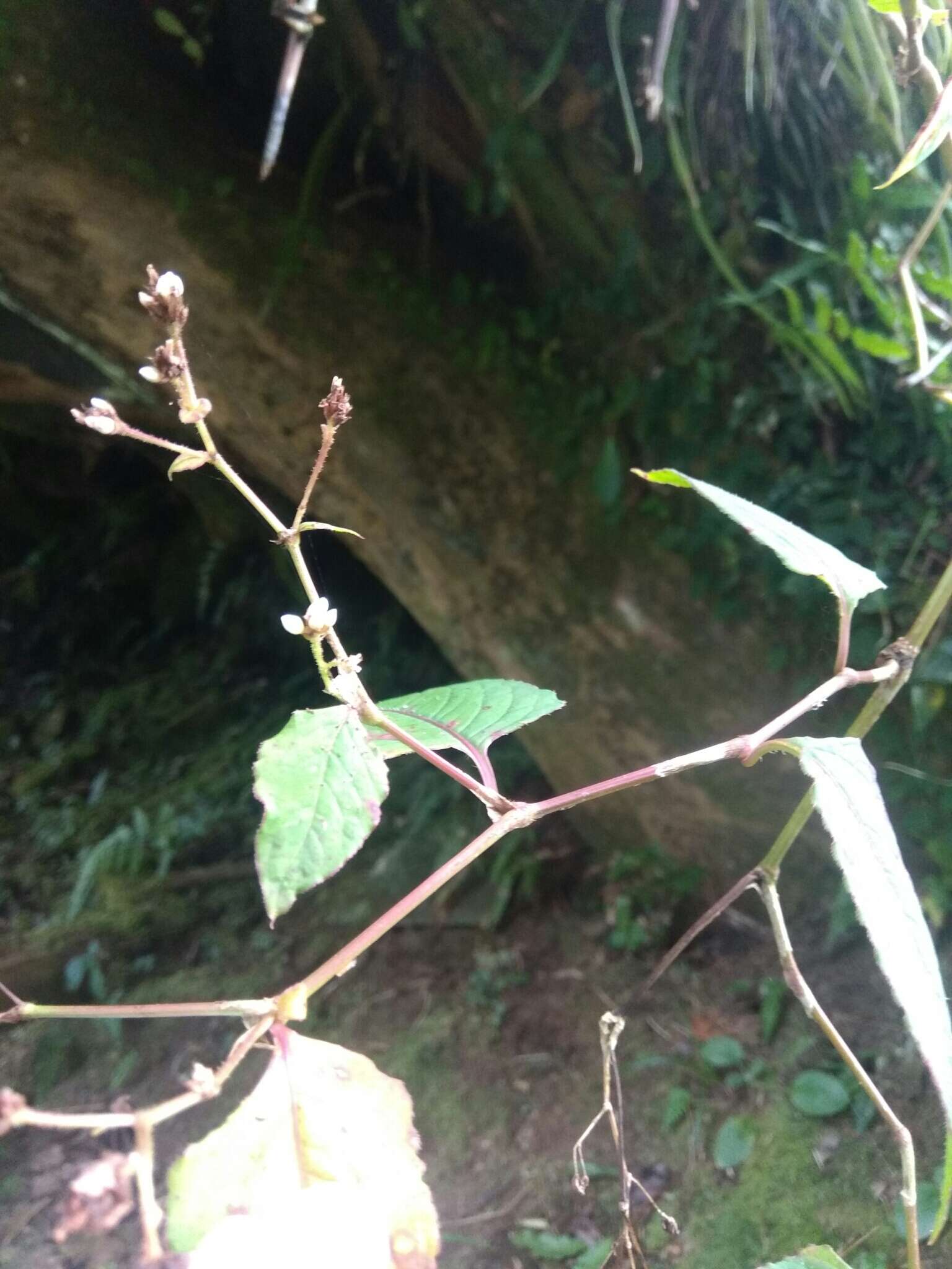 Sivun Persicaria chinensis (L.) Nakai kuva