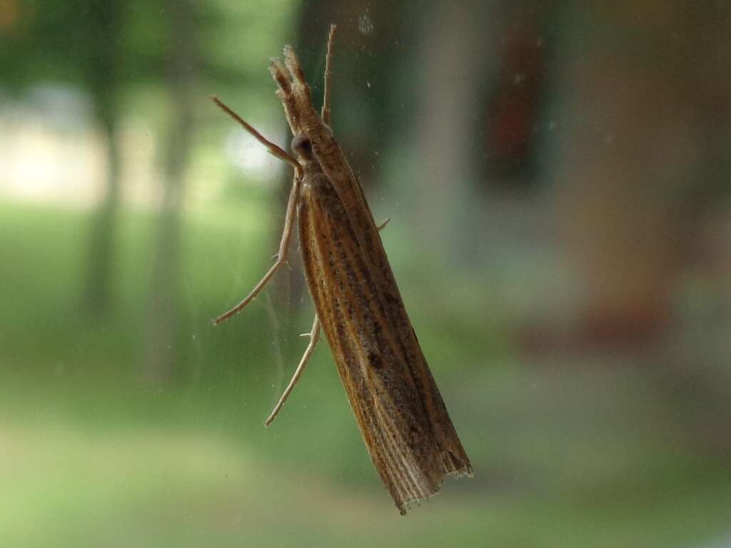 Image of Barred Grass-veneer