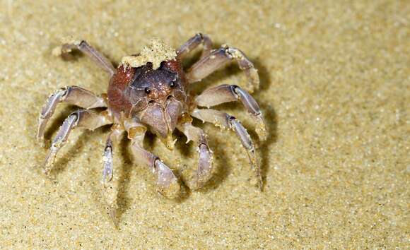 Image of dark blue soldier crab