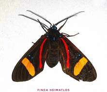 Image of Histioea amazonica Butler 1876