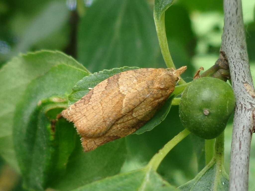 Image of barred fruit-tree tortrix