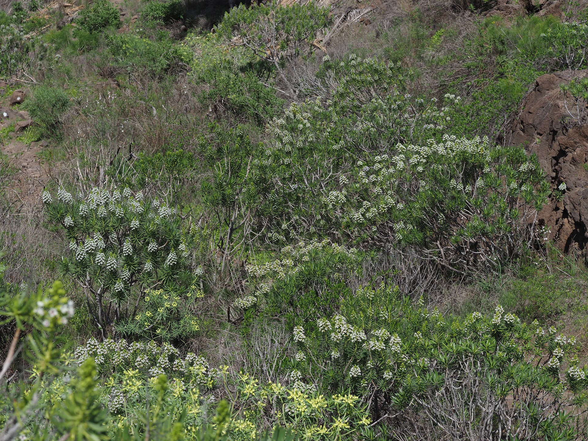 Image of Echium decaisnei Webb & Berth.