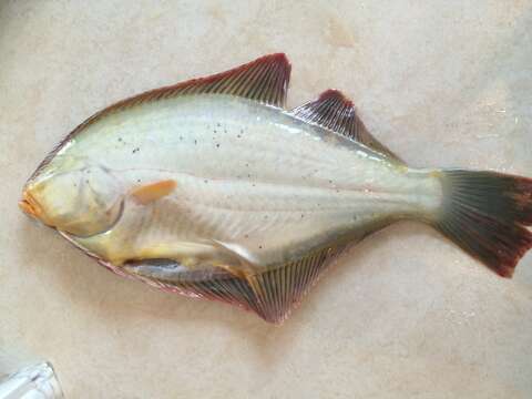 Image of Yellowbelly flounder