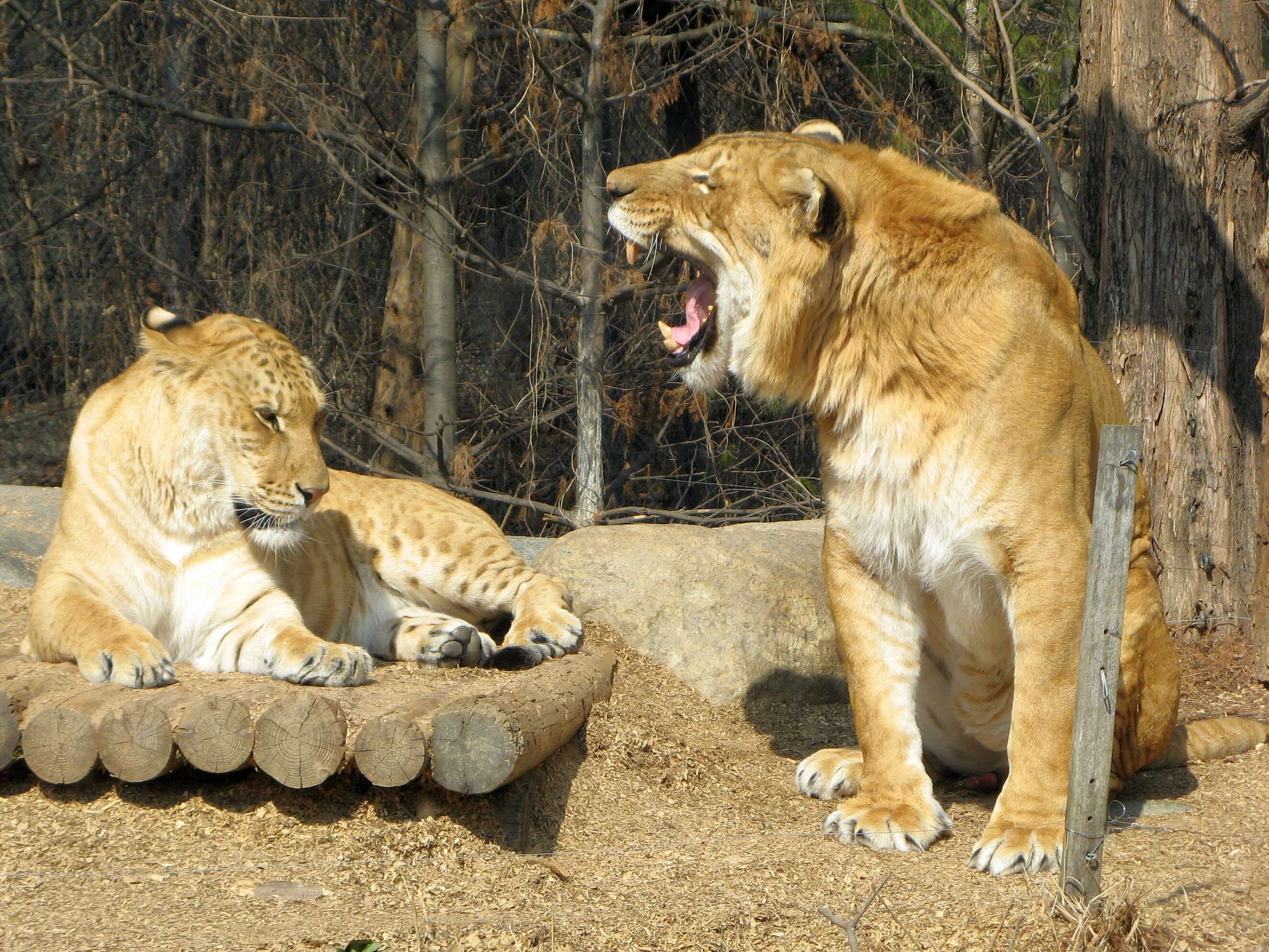 Image of Panthera leo × Panthera tigris