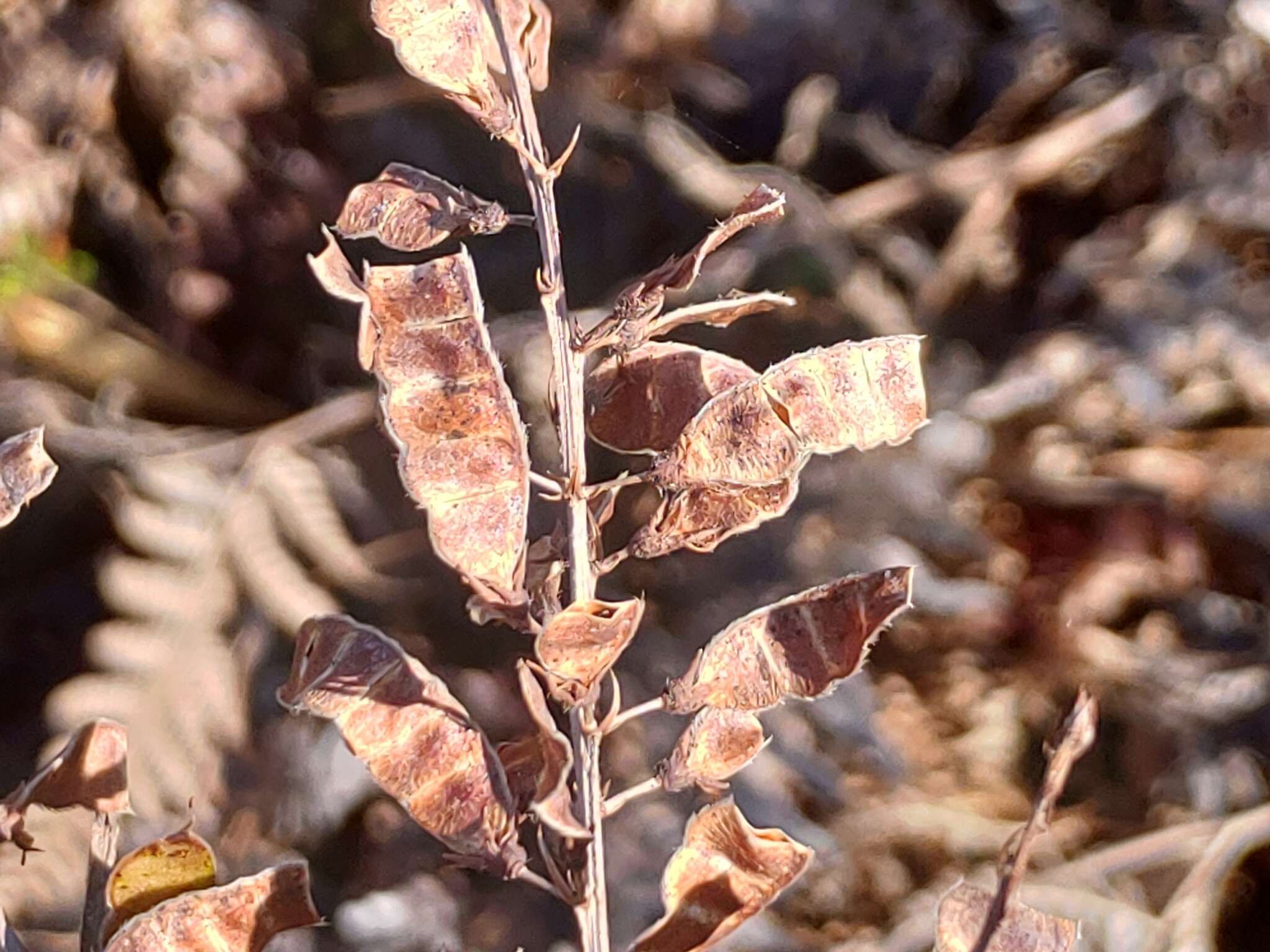 Image of Tadehagi pseudotriquetrum (DC.) Y. C. Yang & P. H. Huang