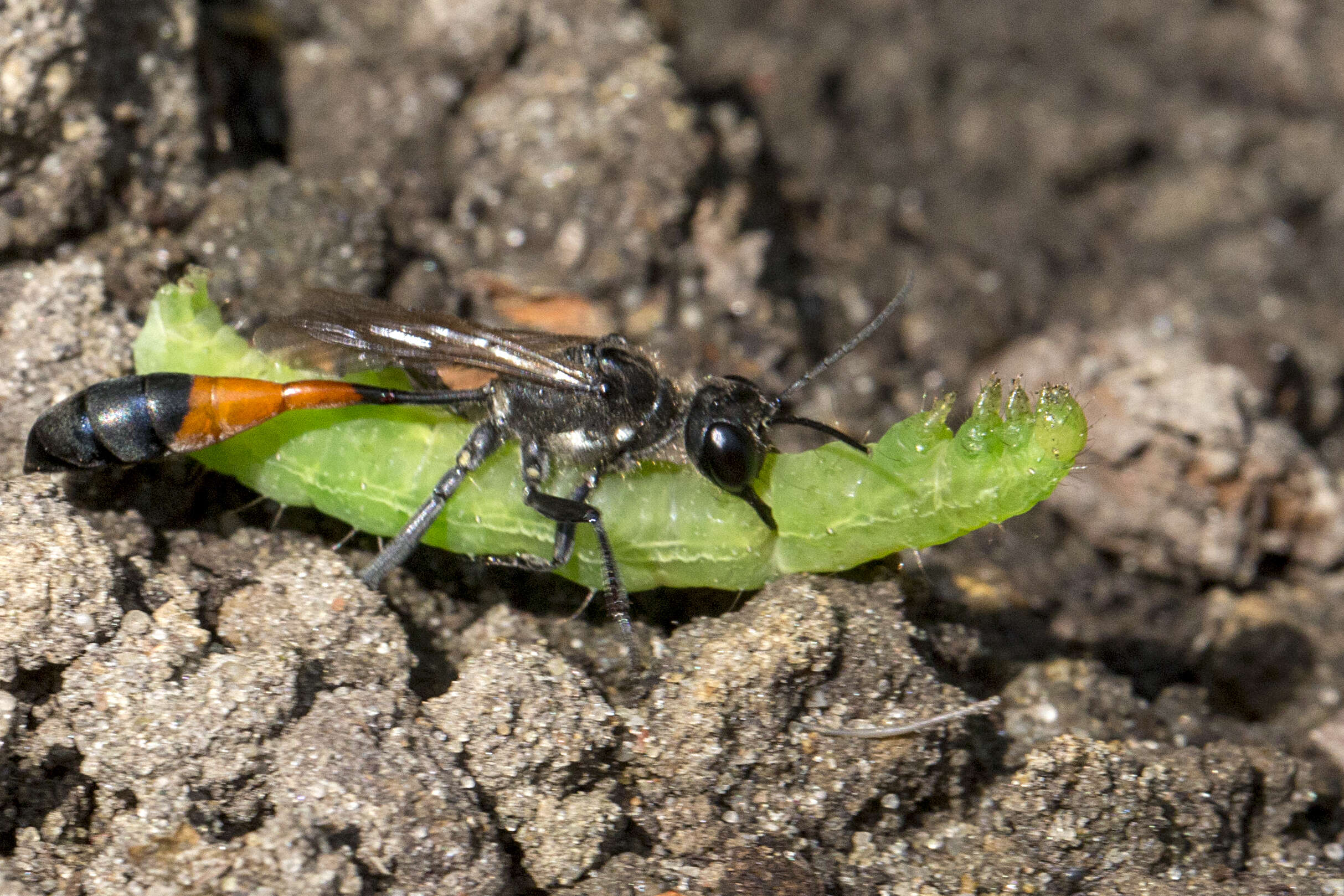 Image of Ammophila sabulosa (Linnaeus 1758)