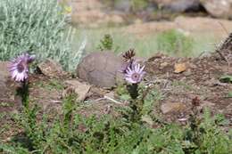 Image of Berkheya purpurea (DC.) Benth. & Hook. fil. ex Mast.