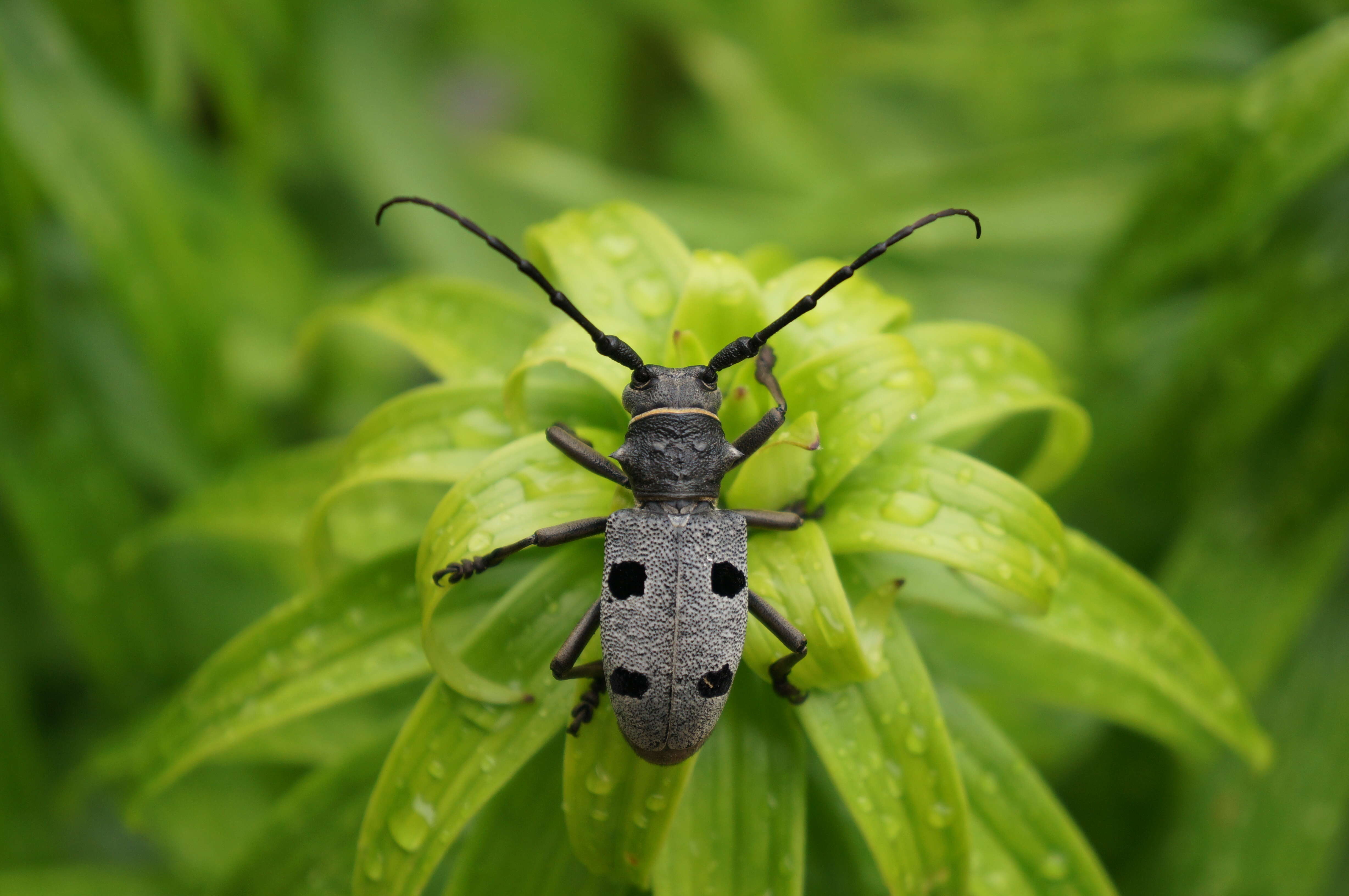 Morimus funereus Mulsant 1862 resmi