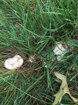 Image of Sweating mushroom