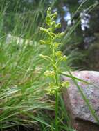 Слика од Platanthera algeriensis Batt. & Trab.