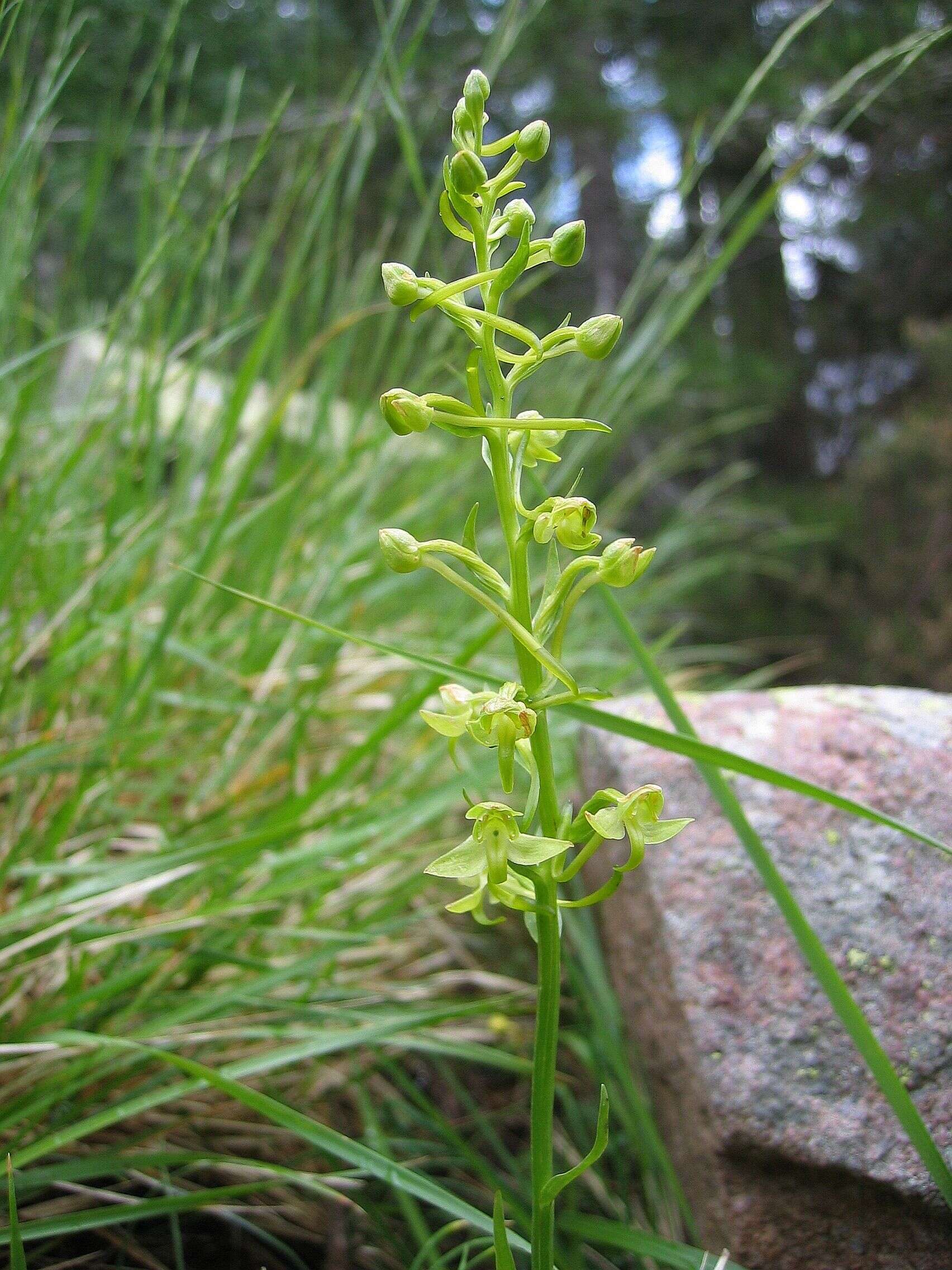 Слика од Platanthera algeriensis Batt. & Trab.