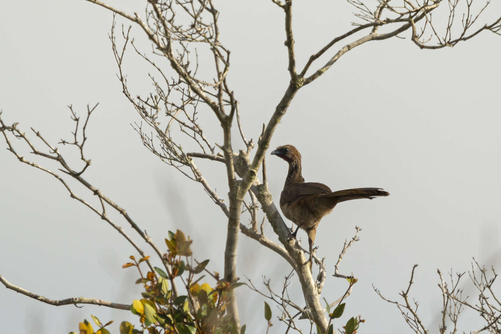 Image of Brazilian Chachalaca