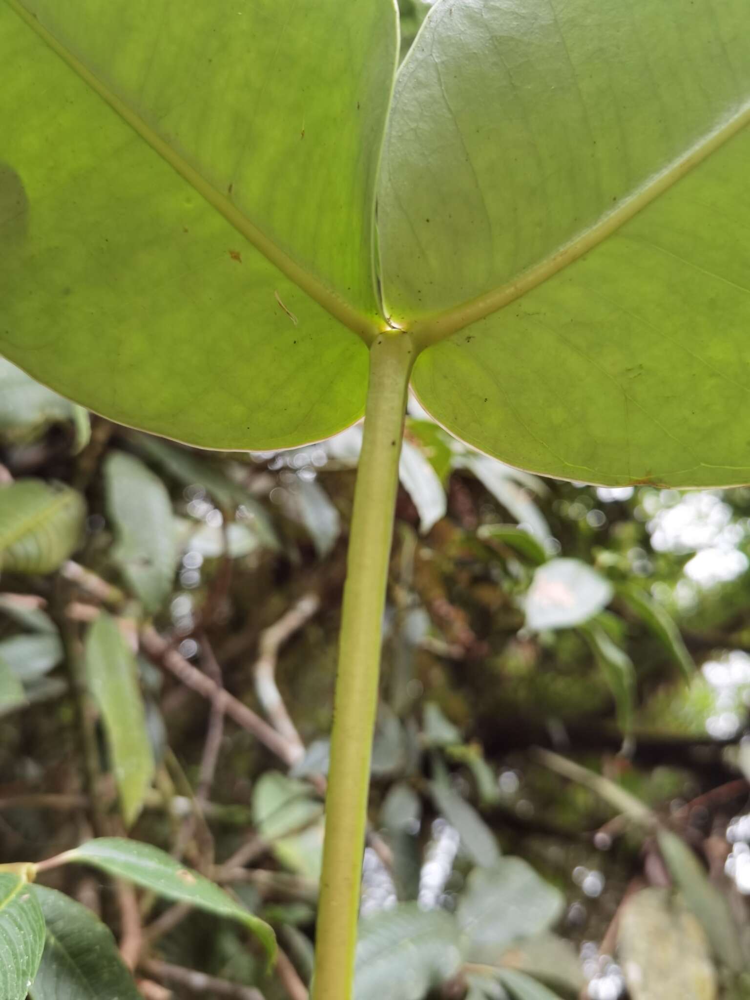 Image of Alzatea verticillata Ruiz & Pav.