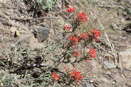 Слика од Castilleja pruinosa Fern.