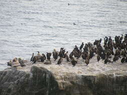 Image of California brown pelican