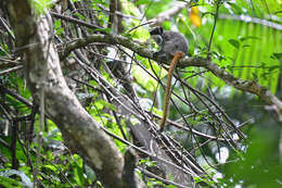 Image of Black-chinned Emperor Tamarin