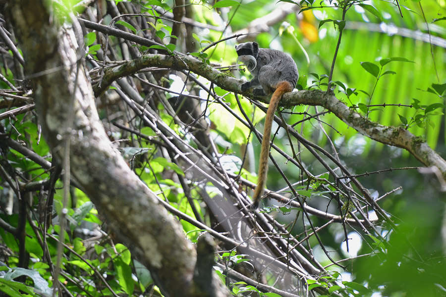 Image of Black-chinned Emperor Tamarin