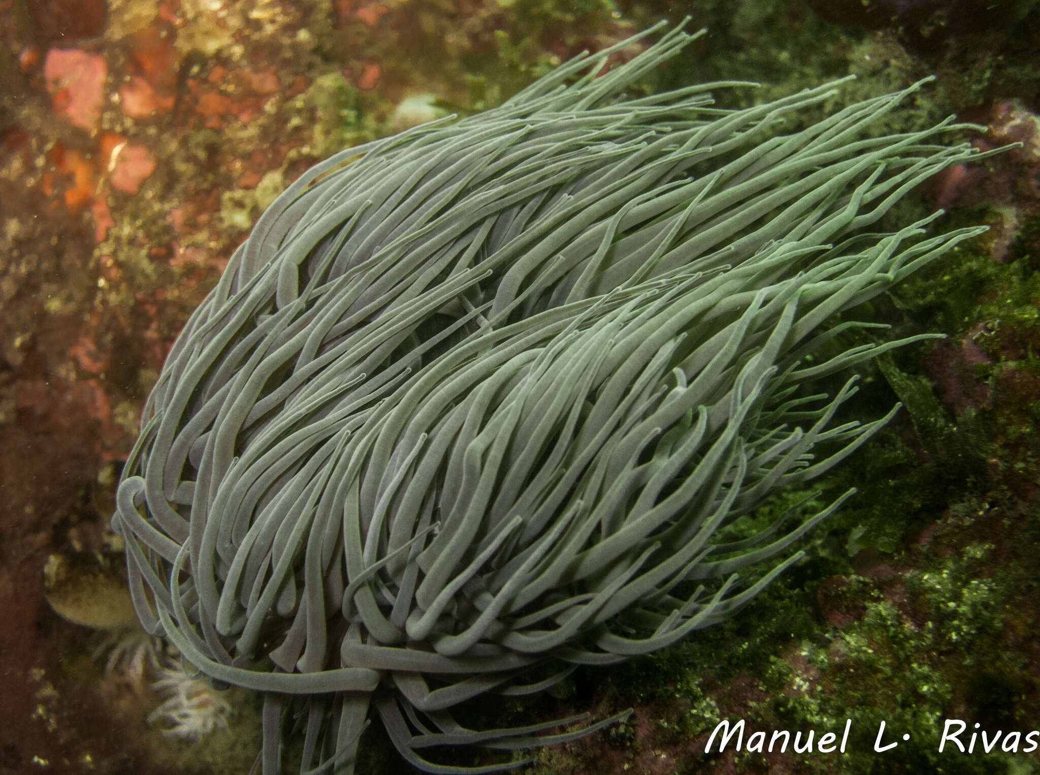 Anemonia viridis (Forsskål 1775) resmi