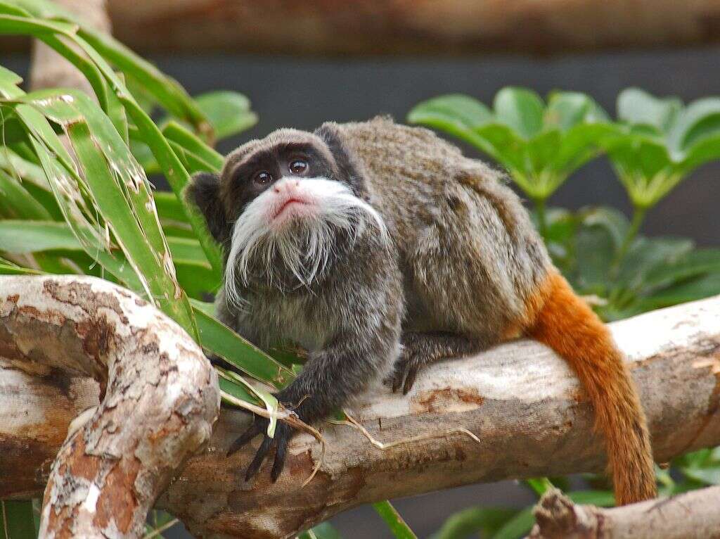 Image of Black-chinned Emperor Tamarin