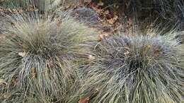 Plancia ëd Muhlenbergia rigens (Benth.) Hitchc.