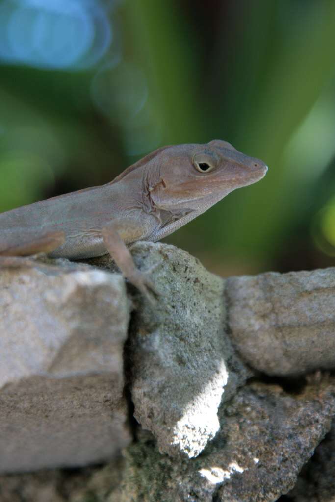 Image of Large-headed anole