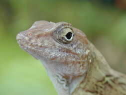 Image of Large-headed anole