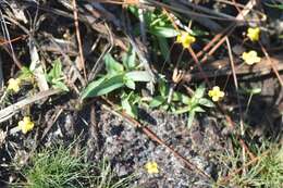 Image of Zigzag bladderwort