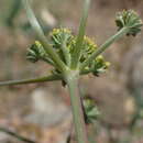 Image of Mt. Hamilton desertparsley