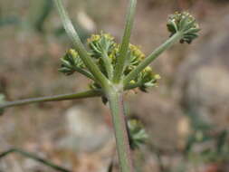 Imagem de Lomatium observatorium L. Constance & B. Ertter