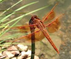 Image of Flame Skimmer