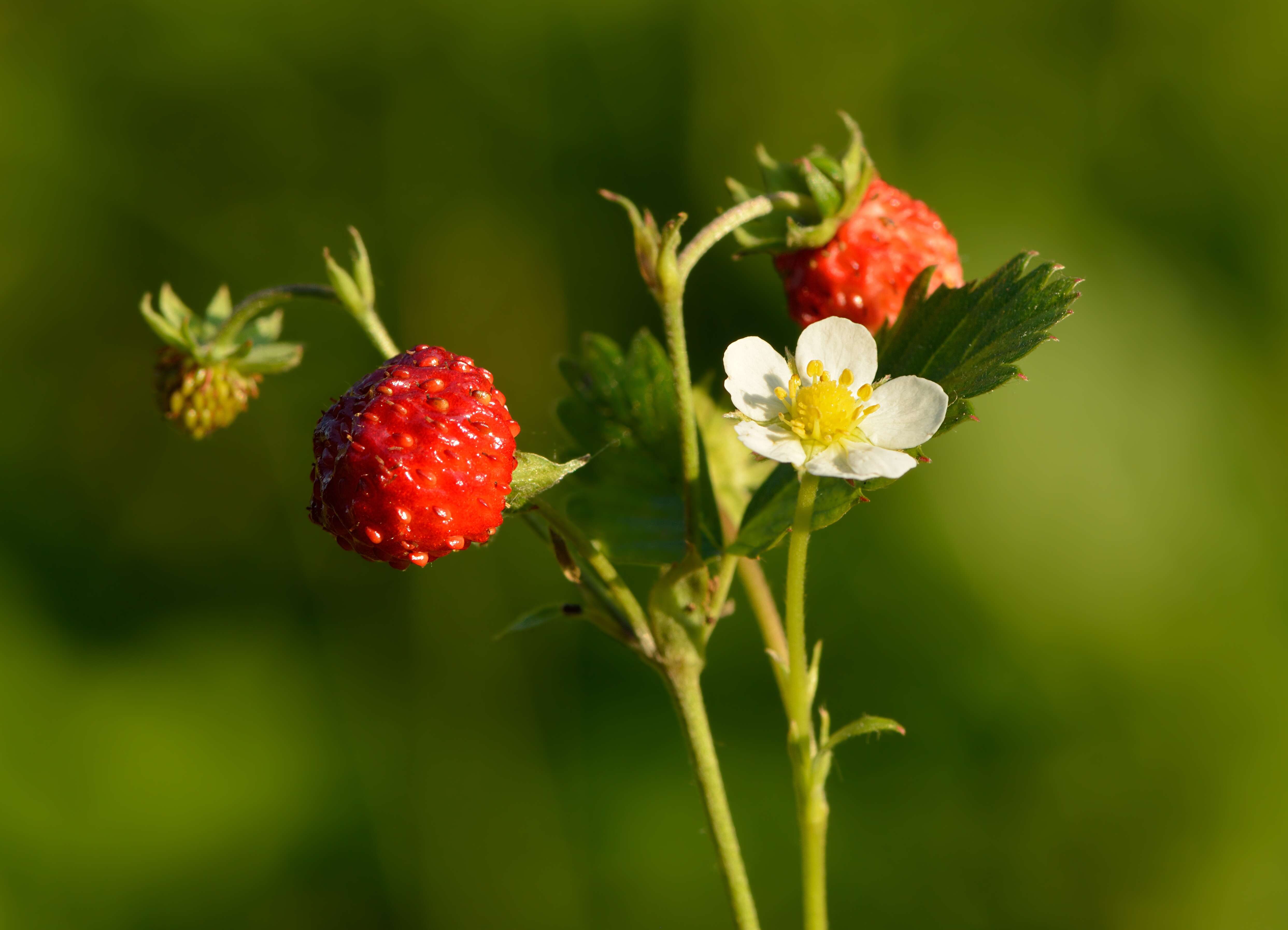 Image of woodland strawberry