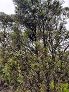 Image of Illawarra Cypress-pine