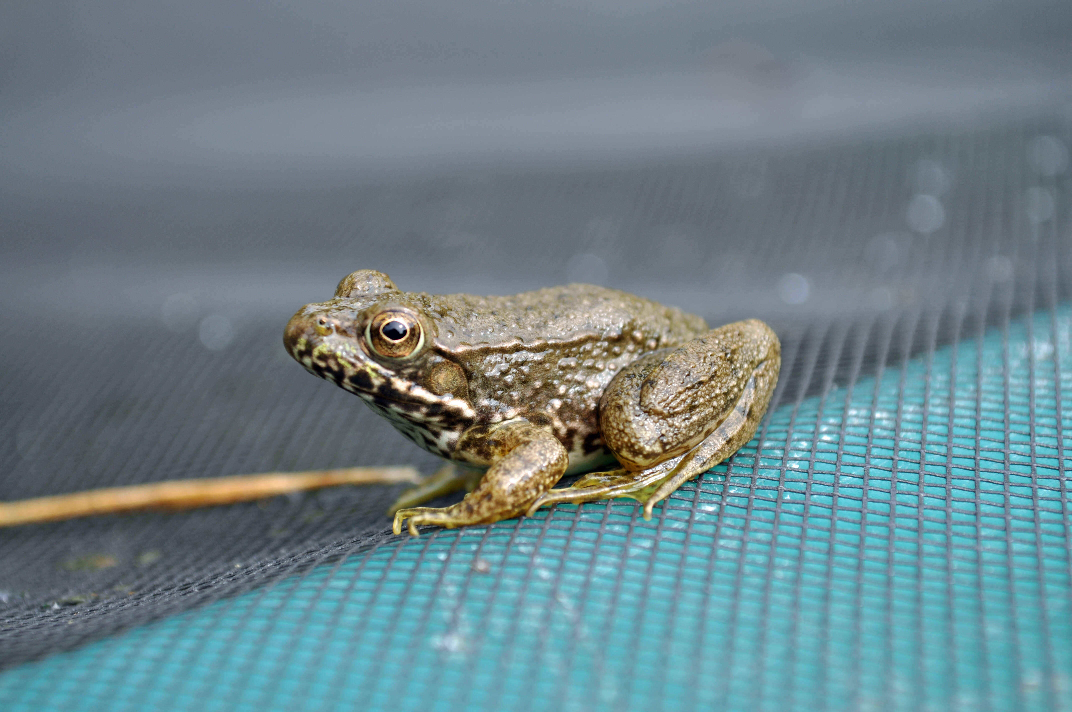 Sivun Lithobates clamitans (Latreille ex Sonnini de Manoncourt & Latreille 1801) kuva