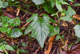 Image de Aristolochia cucurbitifolia Hayata