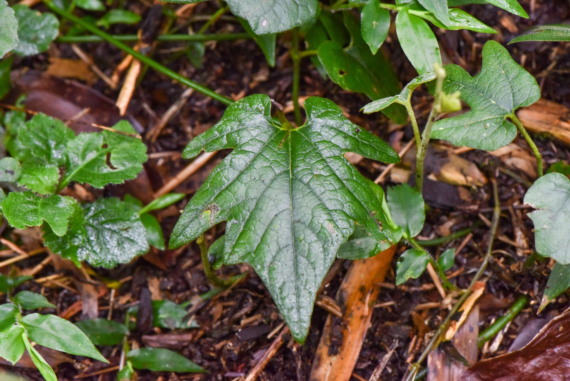 Image de Aristolochia cucurbitifolia Hayata