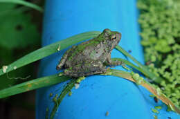 Image of Northern Cricket Frog