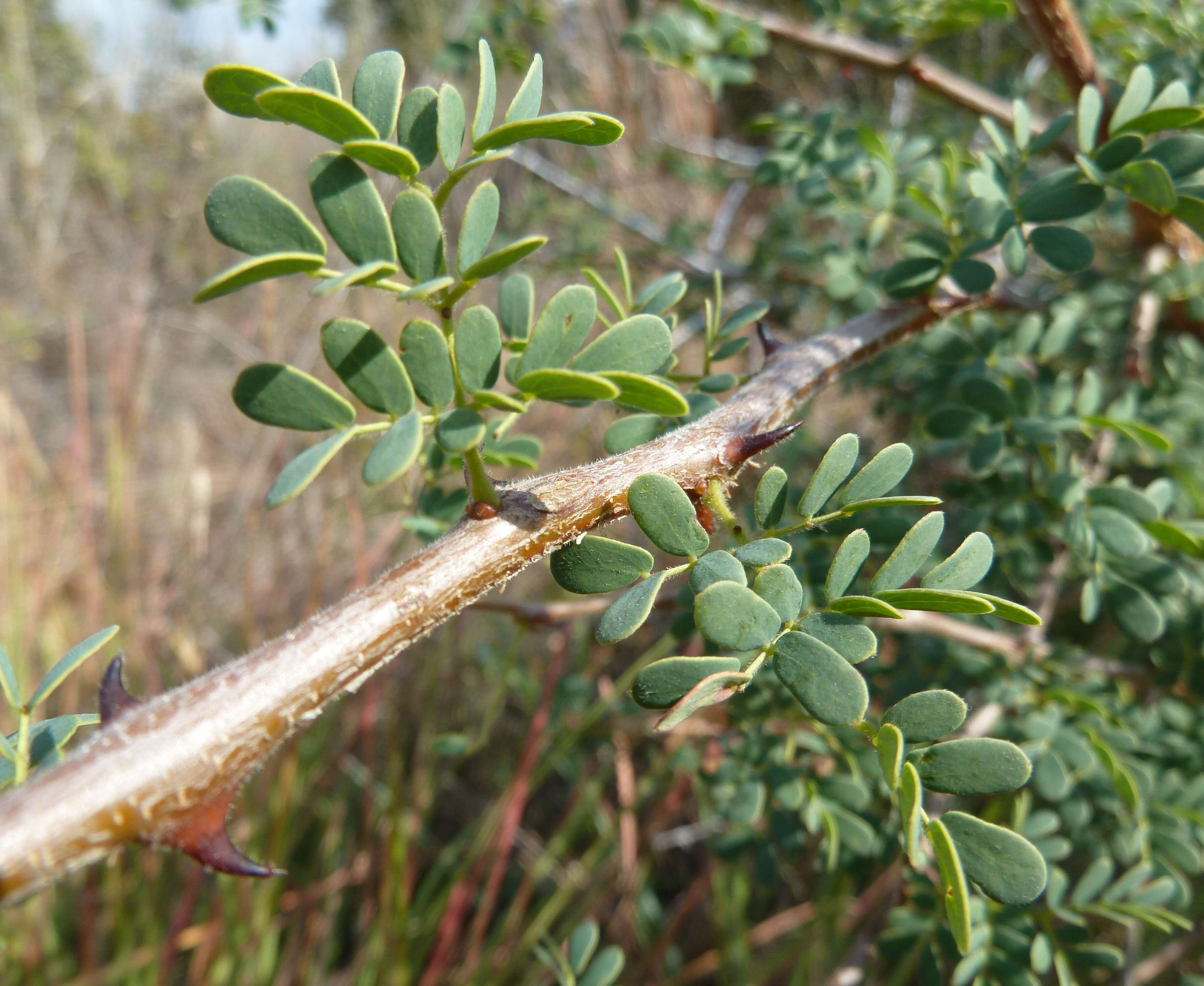 Sivun Senegalia mellifera (Vahl) Seigler & Ebinger kuva