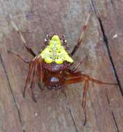 Image of Arrowhead Spider