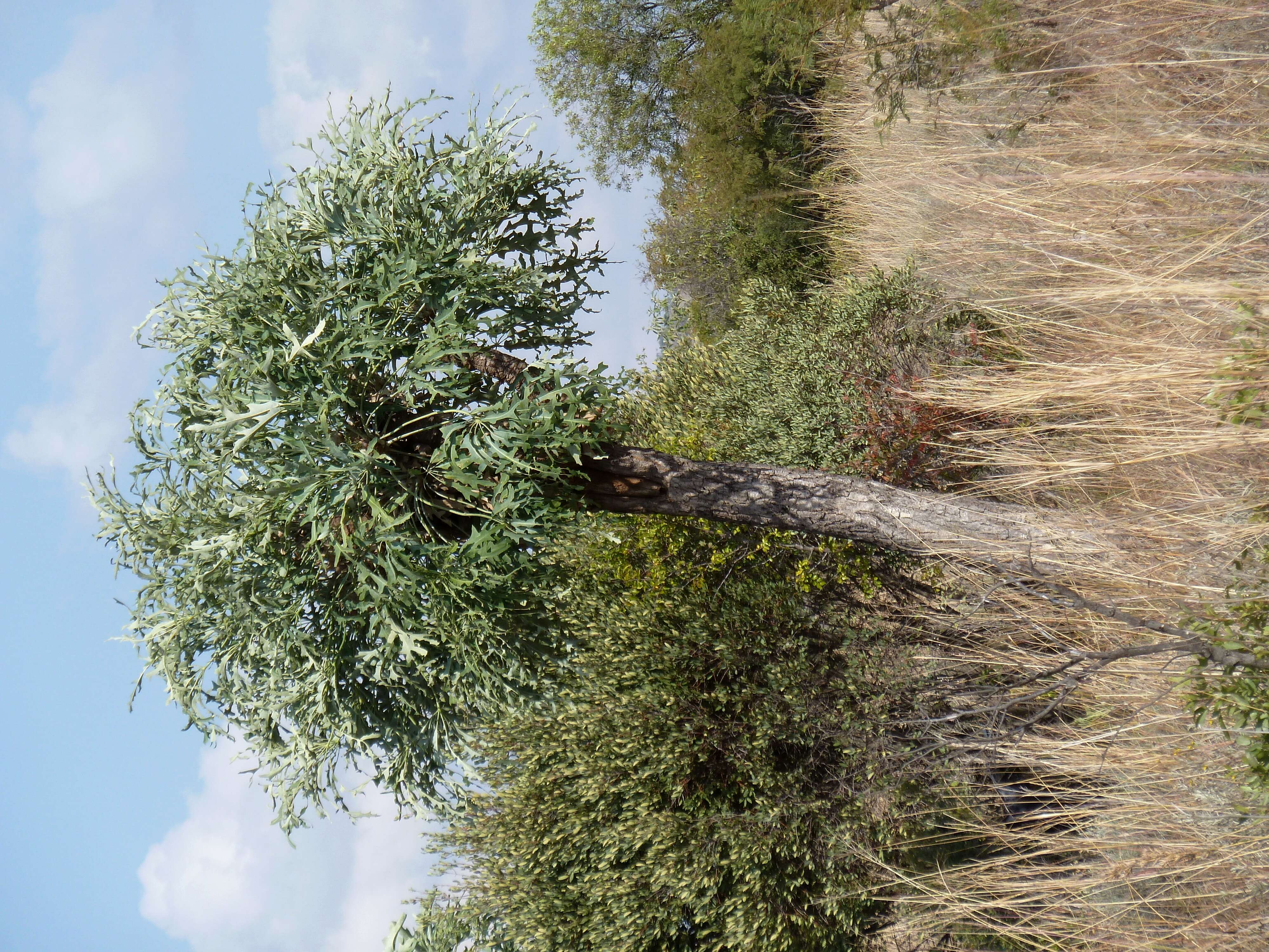 Image of Highveld Cabbage Tree