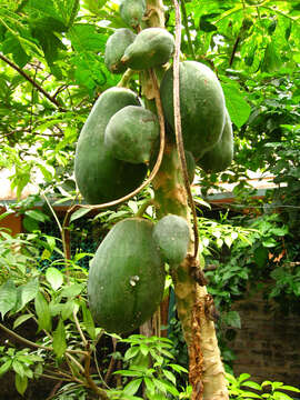 Image of papaya