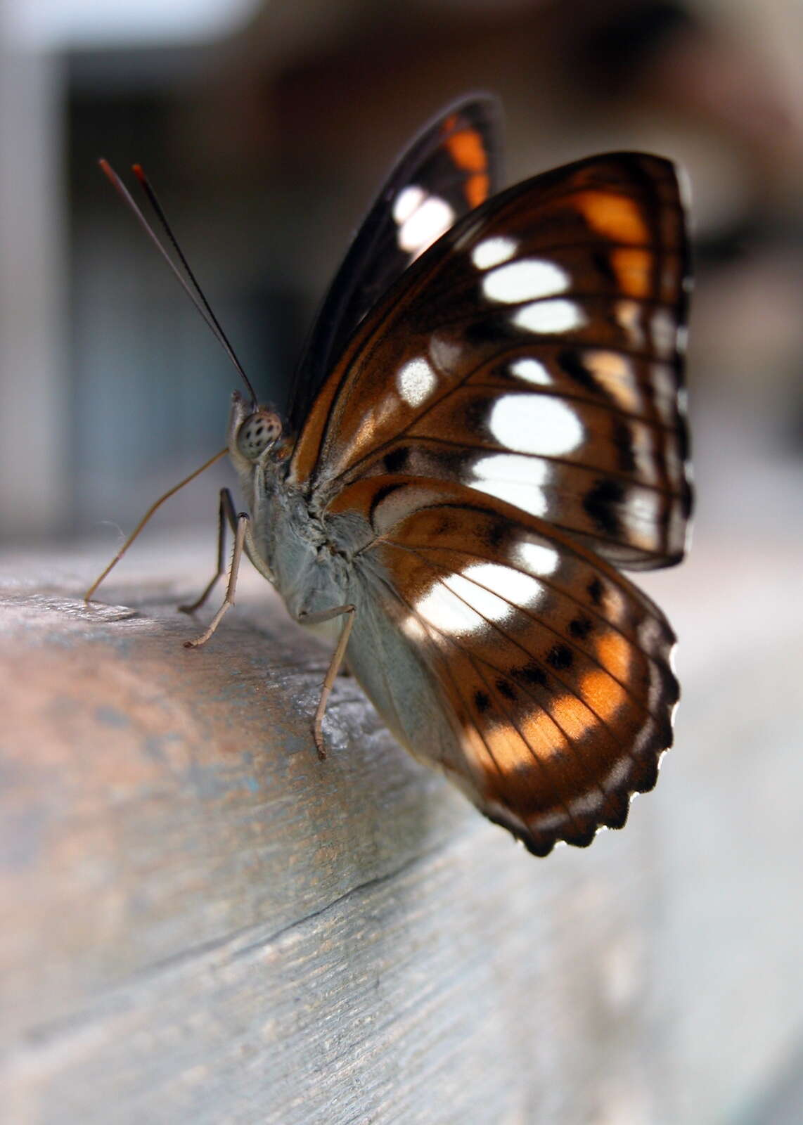 Image of Athyma inara