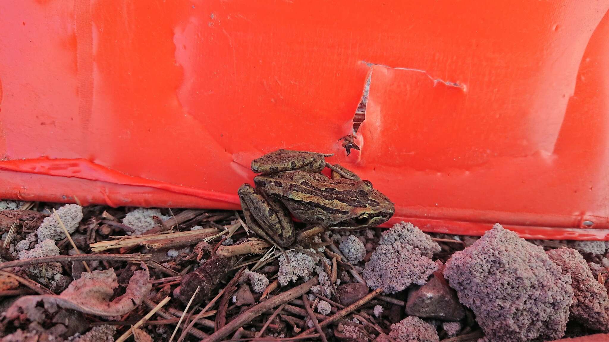 Image of Brown Frog