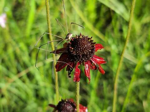 Image of Grass-Leaf Coneflower