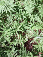 Image of Beech Fern