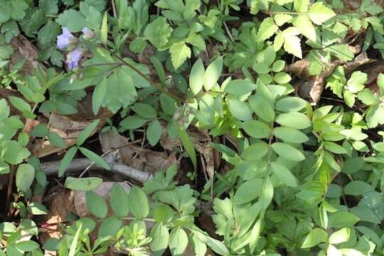 Plancia ëd Polemonium reptans L.